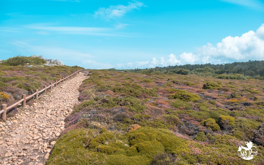 Urze Viana de Castelo